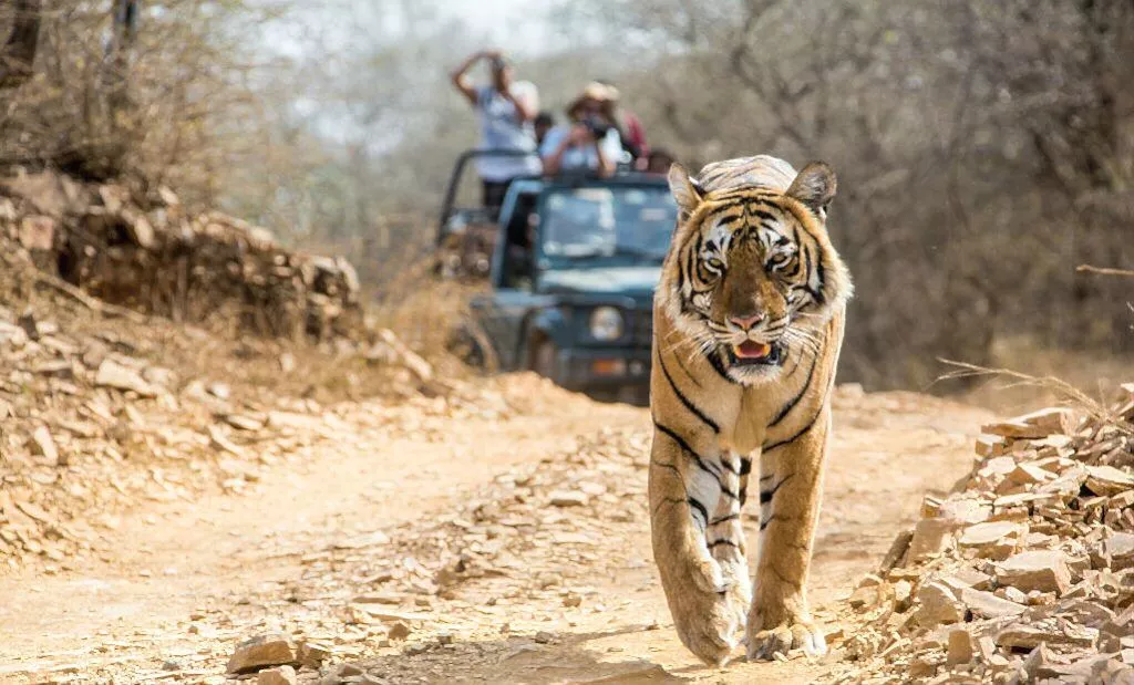 Bhadra Wildlife Sanctuary