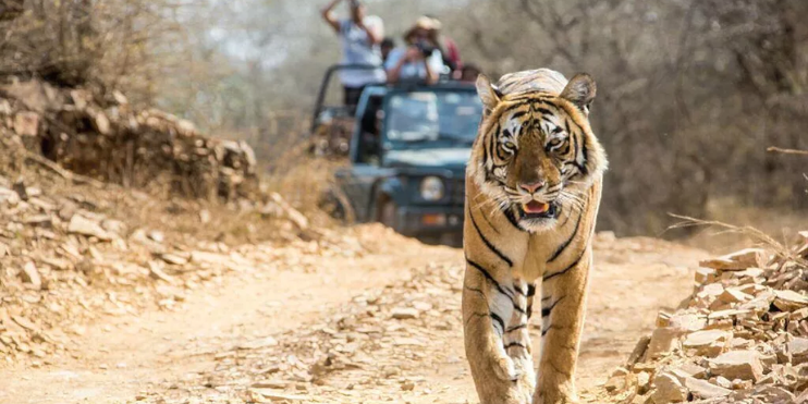 A tiger strolling on a dirt road with people in the back of a jeep