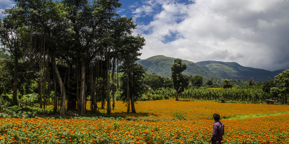 Man surrounded by orange flowers in a beautiful field.