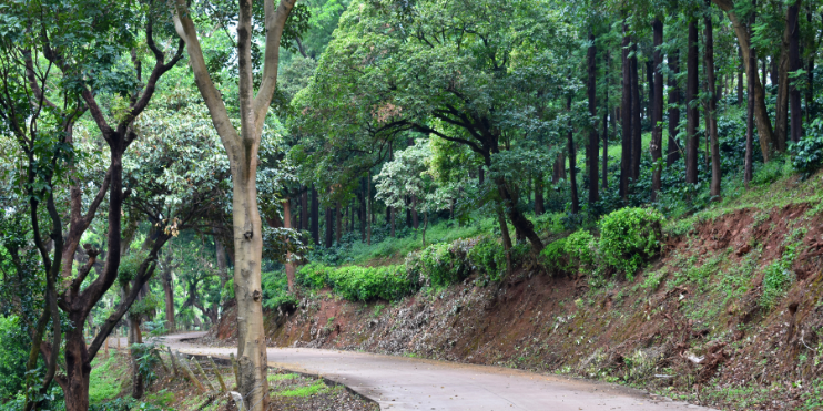 Scenic winding road through lush green hills and trees