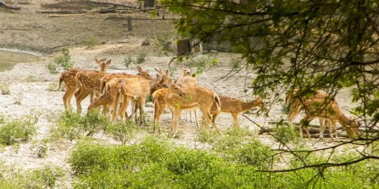 A herd of deer grazing near a river at Bhadra Wildlife Sanctuary, Chikmagalur. Rich biodiversity and guided jeep safaris available.