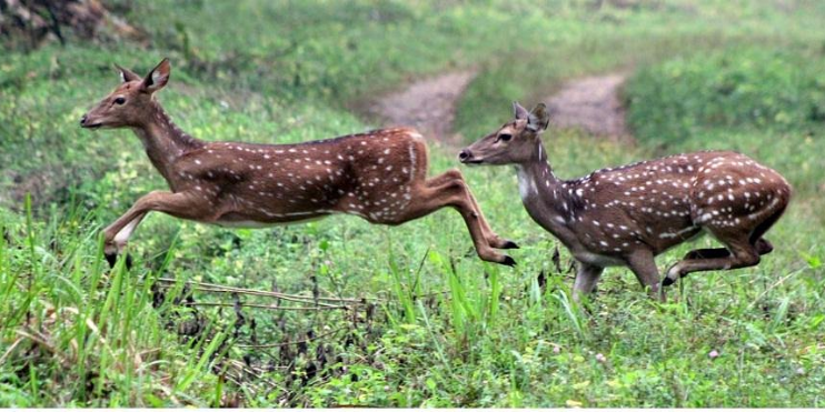 Two deer running through grass in Bhadra Wildlife Sanctuary.