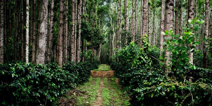 A serene path winding through a lush coffee plantation in Chikmagalur, surrounded by tall trees.