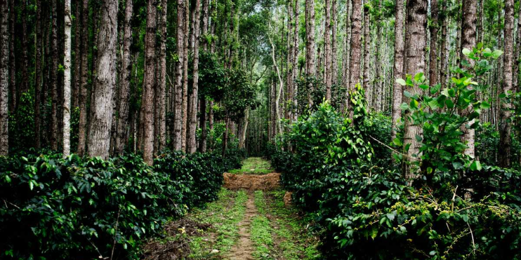 A coffee plantation nestled in the forest, with rows of coffee plants stretching into the distance.