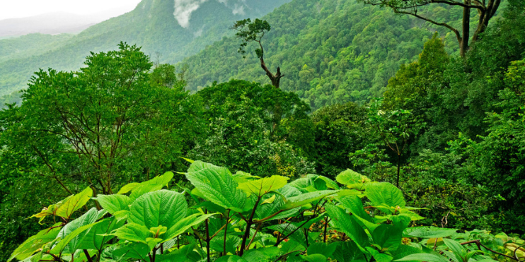 A vibrant green forest in Agumbe, framed by majestic mountains in the background, showcasing nature's beauty.