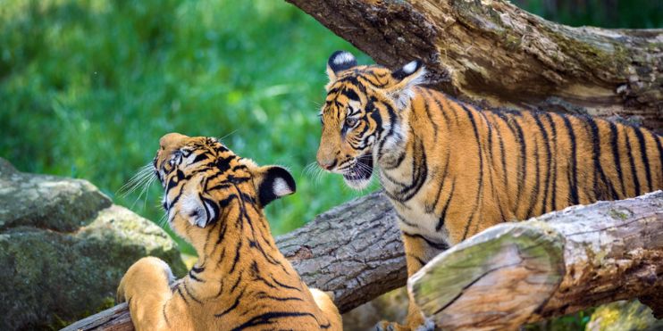 Two tigers playfully interacting in lush grass at Bhadra Wildlife Sanctuary, showcasing the beauty of nature.