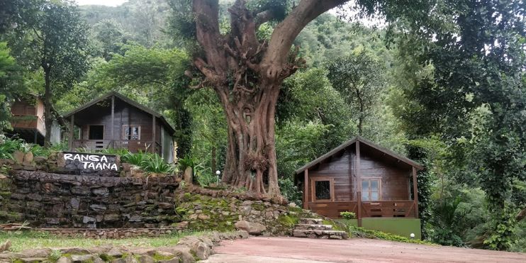 Near a large tree, cottages at Ranga Taana resort in Chikmagalur offer luxury and nature experiences.