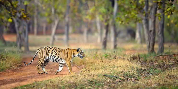 A tiger walking along a dirt road in the forest at Kudremukh National Park.