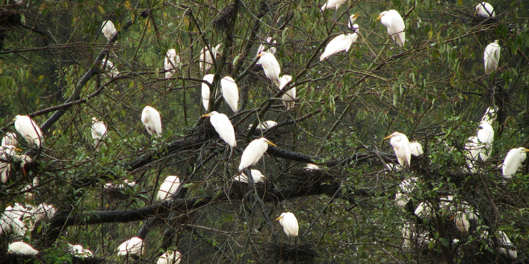 A group of white birds perched on a tree branch at Mandagadde Bird Sanctuary, showcasing their serene habitat.