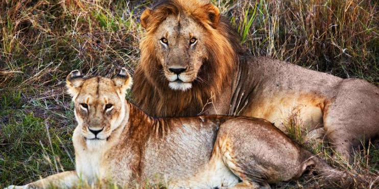 A serene scene of two lions lounging in the grass at Tyavarekoppa Lion and Tiger Safari, embodying tranquility in nature.