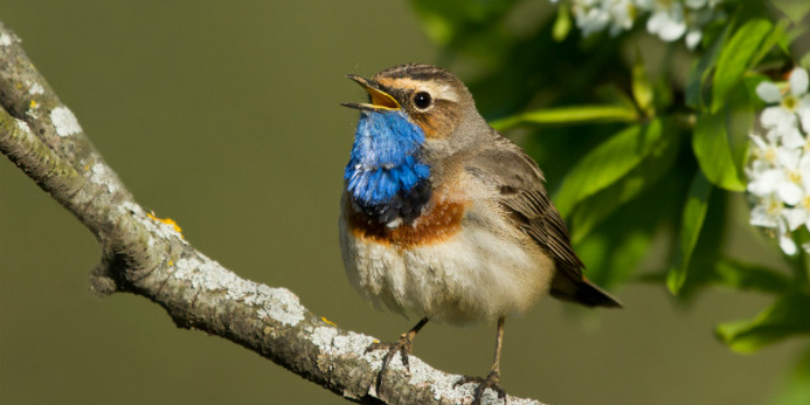 A blue and white bird with a blue beak perched on a branch, surrounded by lush greenery in a serene natural setting.