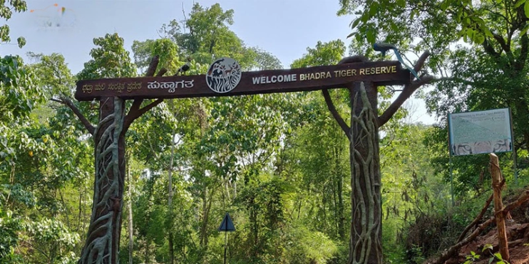 The entrance to a lush forest, framed by towering trees, invites exploration into nature's serene beauty.