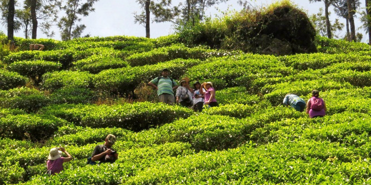 Tourists explore a lush Coffee plantation in the mountains, surrounded by vibrant greenery and themed coffee experiences.