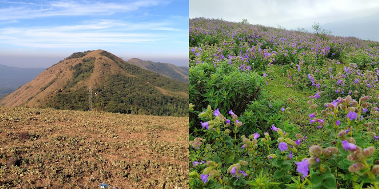 A person stands atop a mountain adorned with purple flowers, overlooking a breathtaking landscape of lush greenery and misty hills.