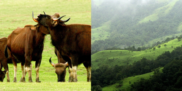 Two distinct animals grazing peacefully in a lush green field, showcasing the beauty of nature in harmony.