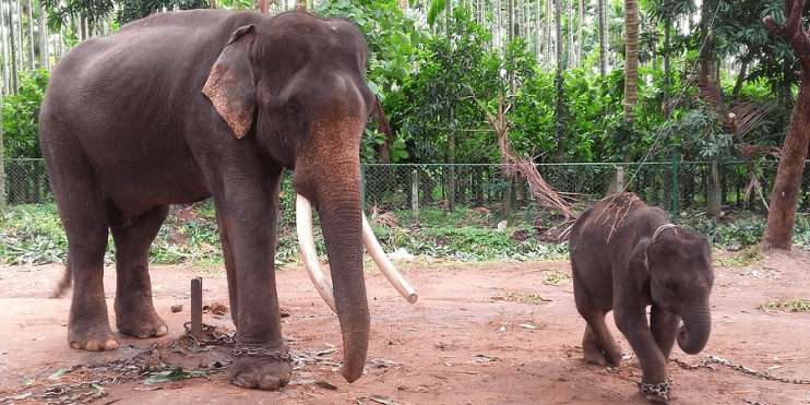 A baby elephant stands beside an adult elephant in a zoo, showcasing their bond and playful nature.