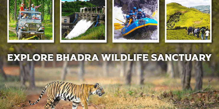Bhadra Wildlife Sanctuary, showcasing tigers, elephants, and diverse birds, offers thrilling guided safaris in lush nature.