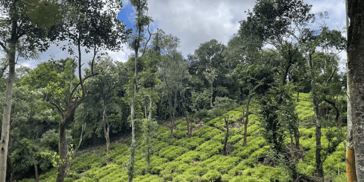 A panoramic view of a lush tea plantation from the top of a hill, showcasing vibrant green rows of tea bushes.