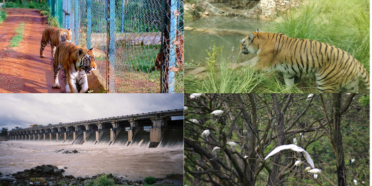 Four images: a tiger in the wild, a colorful bird, a cascading waterfall, and a scenic bridge over a river.