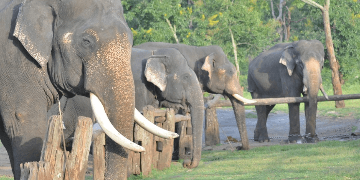 A group of elephants standing next to a fence at Sakrebyle Elephant Camp, showcasing their gentle nature and habitat.
