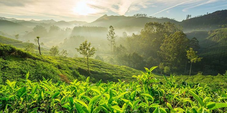 Lush green tea plantation in Munnar, Kerala, showcasing rows of tea bushes under a clear blue sky.