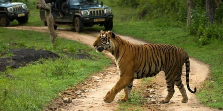 A tiger walks down a dirt road with jeeps following behind in Bandipur Wildlife Sanctuary, a renowned tiger reserve in India.