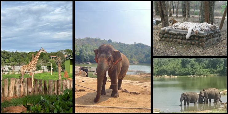 Four images featuring elephants, a tiger, and a zebra, showcasing the diverse wildlife at Bannerghatta National Park.