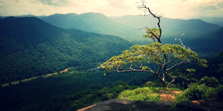 A solitary tree stands atop a mountain, overlooking a vast valley, showcasing the beauty of the Jenukallu Gudda trek.