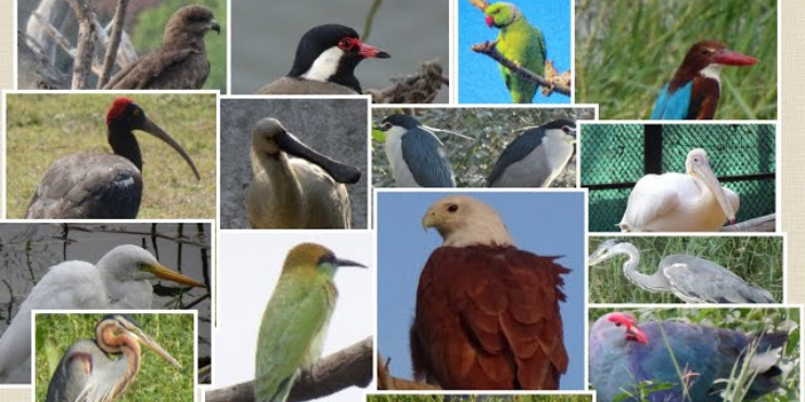A collage featuring various birds in their natural habitats, highlighting Karnataka's top bird sanctuaries for photography and exploration.