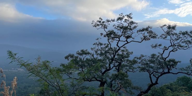 Best Time to Visit a Coffee Estate in Chikmagalur