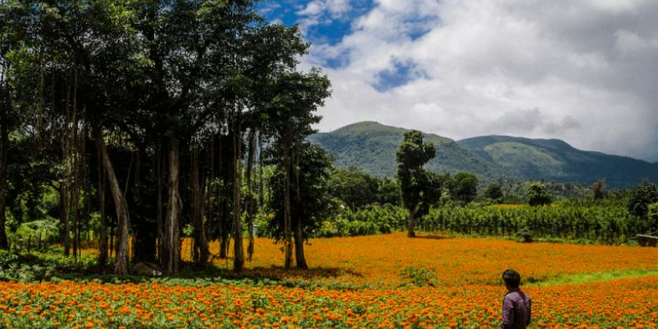 Chikmagalur vs Udupi for Nature and Scenery