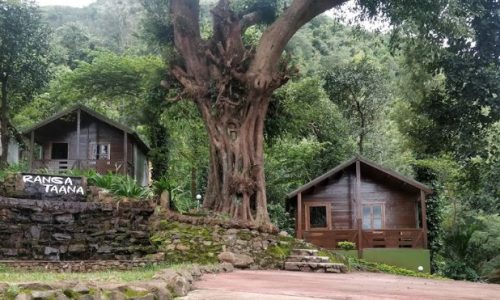 Near a large tree, cottages at Ranga Taana resort in Chikmagalur offer luxury and nature experiences.